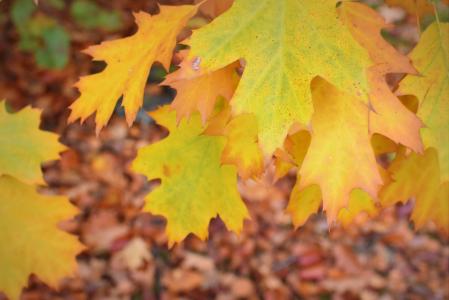 秋天, 赛季, 秋天的颜色, 工作表, 自然, 秋天的叶子, 叶子