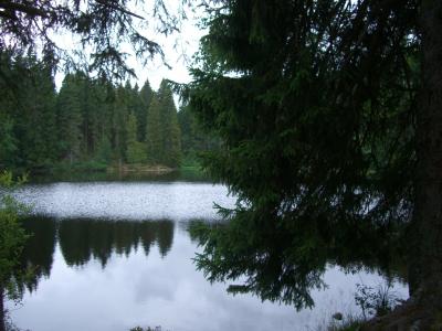 mathisleweiher, 沼泽湖, 镜像, 冷杉, hinterzarten, 黑色的森林