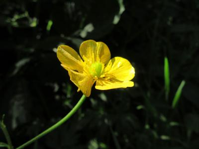 毛茛, 黄色, 。, 花瓣, 宏观, 黄色的花, 景观