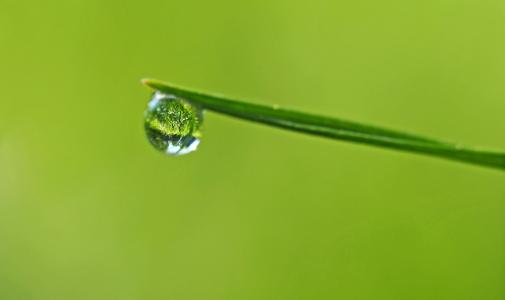 植物, 自然, 生活, 下降, 露水, 雨滴, 绿色的颜色