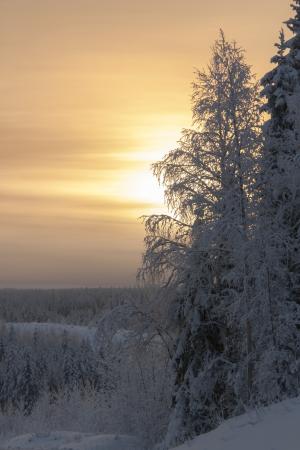 弗罗斯特, 冬天, 橙色, 天空, 日落, 自然, 雪