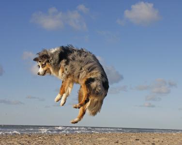 狗, 海滩, 澳大利亚牧羊犬, 跳转, 海, 海岸