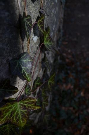 植物, 墓碑, 石头, 秋天