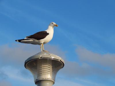 海鸥, 灯, 鸟, 乌拉圭