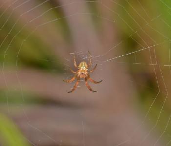 蜘蛛, 圆球蜘蛛, 圆球织布, web, 蹼, 陷阱, 被困