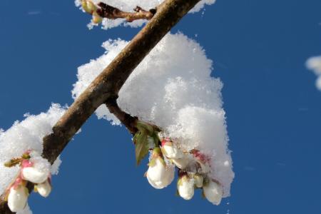 樱花, 日本的樱花树, 开花关闭, 春天, 分公司, 雪, 雪盖