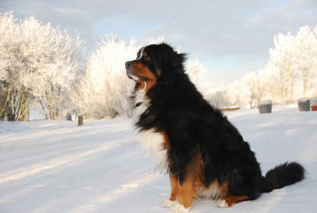 冬天, 雪, 白色, 自然, 伯恩山地犬, 狗, 寒冷的温度