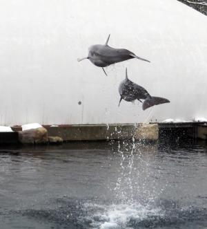 海豚, 海, 海洋哺乳动物, 跳转
