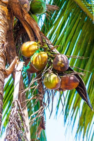 椰子, 棕榈, 棕榈叶, 椰子树, 异国情调, 假日, 美味