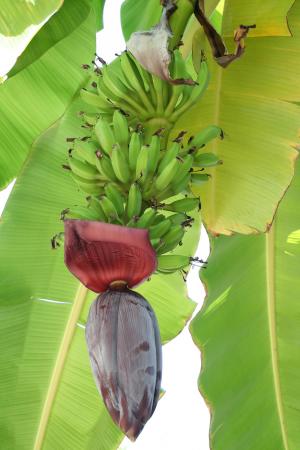 香蕉, 绽放, 热带地区