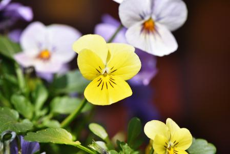 紫罗兰色, 黄色, 花, 开花, 绽放, 春天的花朵, 花园