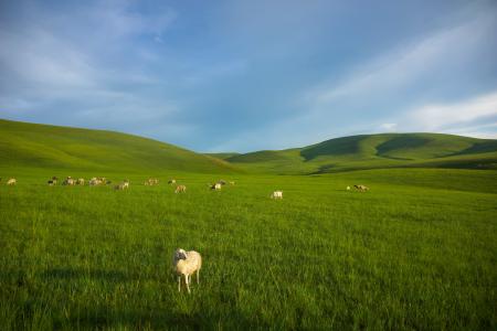 草原, 羊, 内蒙古, 草甸, 自然, 草, 小山