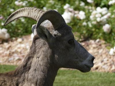 山绵羊, 头, 喇叭, 花园, 动物, 哺乳动物, 不列颠哥伦比亚省