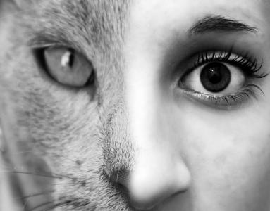 脸上, 猫, 女人, 眼睛, 动物, 女孩, photoshop