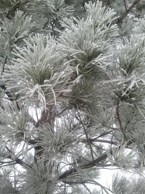 松树, 雪, 冬天, 树, 自然