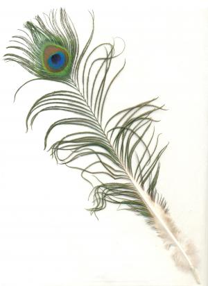 孔雀羽毛, 男性, 印度, 鸟, 模式, 多彩, 绿色