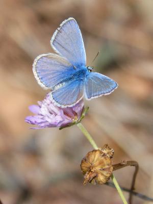 蝴蝶, polyommatus 伊卡洛斯, 蓝色的蝴蝶, libar, 野生花卉, blaveta 公社, 昆虫