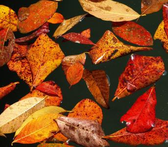 秋天, 叶子, 秋天的落叶, 秋天的颜色, 水, 池塘, 池