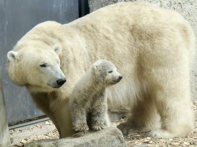 北极熊, 女性, 幼崽, 动物, 哺乳动物, 自然, 野生动物