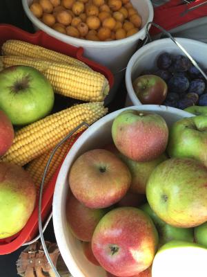水果, 苹果, 玉米, 收获, 有机, 生态, 生物