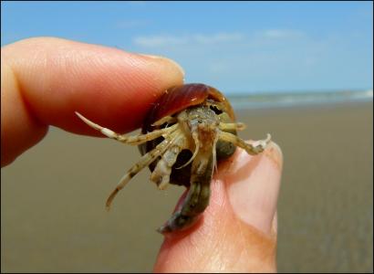 癌症, 螃蟹, 贝类, 钳子, meeresbewohner, 水的生物, 海滩