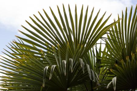 风扇棕榈, 棕榈, 手形, 拆分, 叶子, 扇形, 个人