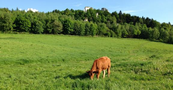 母牛, 动物, 牧场, 草甸, 草, 绿色, 景观