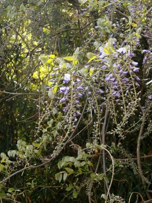 紫藤, 春天的花朵, 伍兹