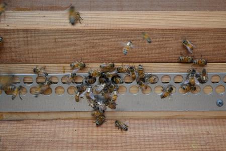 蜜蜂, 蜜蜂, 莫霍克蜜蜂, 巴克法斯特蜜蜂, 金, 昆虫, 蜂巢