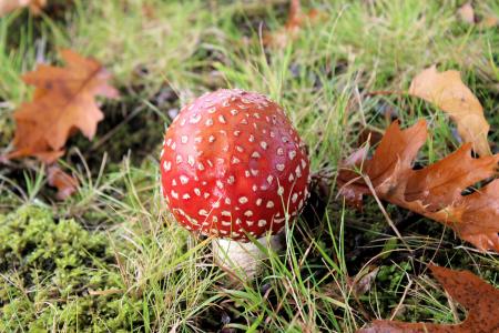 蘑菇, 红色与白色的小圆点, 秋天, 木耳, 飞木耳蘑菇, 真菌, 自然