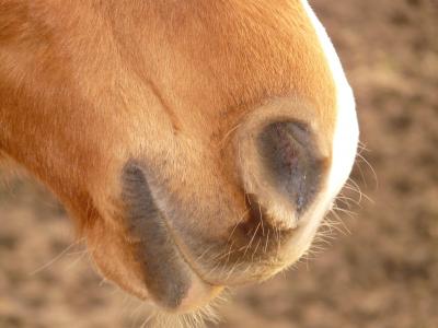 马, 鼻孔, 鼻腔开口, 嘴里, 动物, 生物, 农场