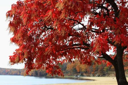湖, 水, 树, 叶子, 天空, 红色, 秋天