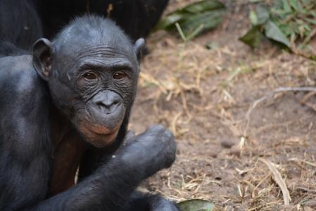 萝拉崖倭黑猩猩, 民主刚果共和国, 金沙萨, 非洲, 猿, 自然, 潘