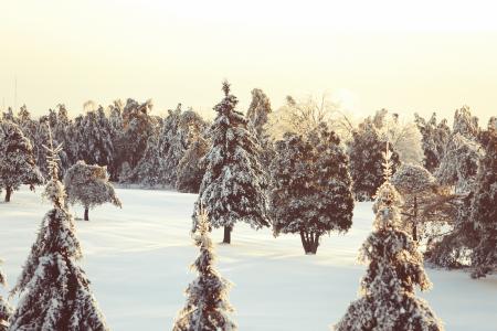 魁北克省, 冬天, 森林, 感冒, 雪, 自然, 垃圾摇滚