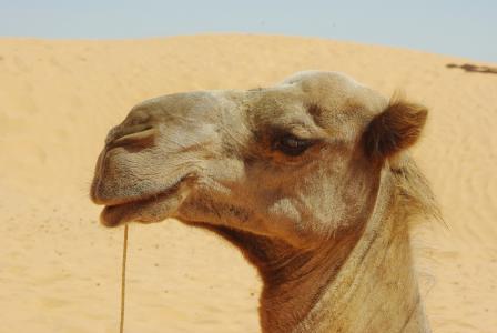 突尼斯, 单峰骆驼, 头, 看看, 动物, 沙漠, 商队