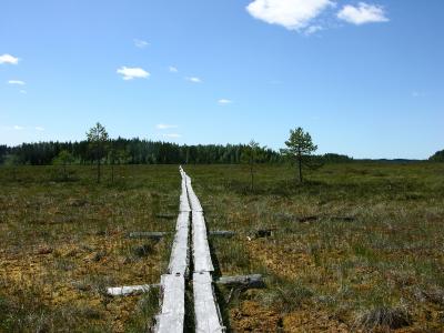 路径, 沼泽, duckboards, 芬兰语, 自然, 地形