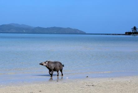 海, 海滩, 国内的猪, 猪, 蓝色, 滩海, 在海边