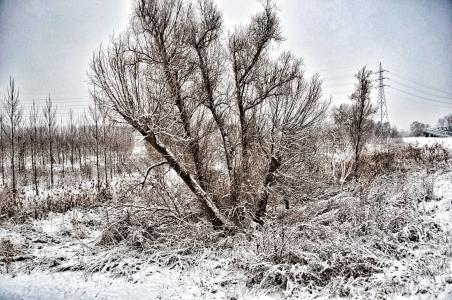 冬天, 景观, 自然, 树木, 雪, 树, 黑色和白色