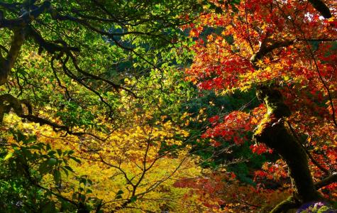 秋天, 秋天的叶子, 山, 自然