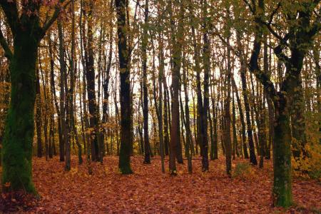 树木, 森林, 秋天, 光, 金, 树干, 菌株