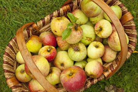 苹果, 英语苹果, 收获, 英语, 水果, 食品, 传统