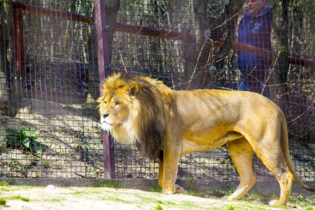 狮子, 动物园, 捕食者