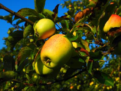 苹果, 树上苹果, 水果, 弗里施, 健康, 维生素, 果园