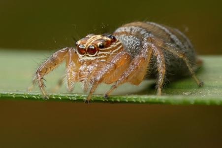 蜘蛛, 马达加斯加, 蛛形纲动物, 自然, 特写, 动物, 野生动物