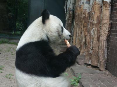 熊猫, 吃, 稀有物种, 柏林, 动物园