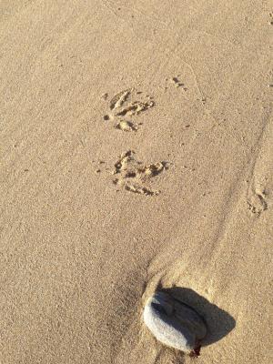 鸟, 步骤, 沙子, 自然, 动物, 足迹, 野生动物