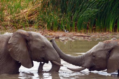 非洲, 大象, 非洲布什大象, 水, 厚皮类动物, 野生动物摄影, 野生动物园