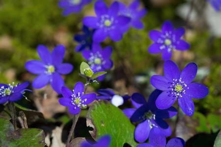 花, 肝, 春天, 蓝色, 紫色, 专注于前景, 植物