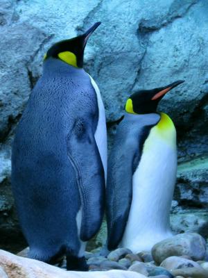 王企鹅, 企鹅, 卡尔加里动物园