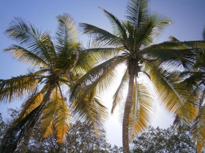 棕榈树, 海滩, 热带, 自然, 太阳, 椰子, 阴影